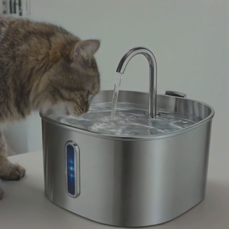 Fontaine à eau pour chat